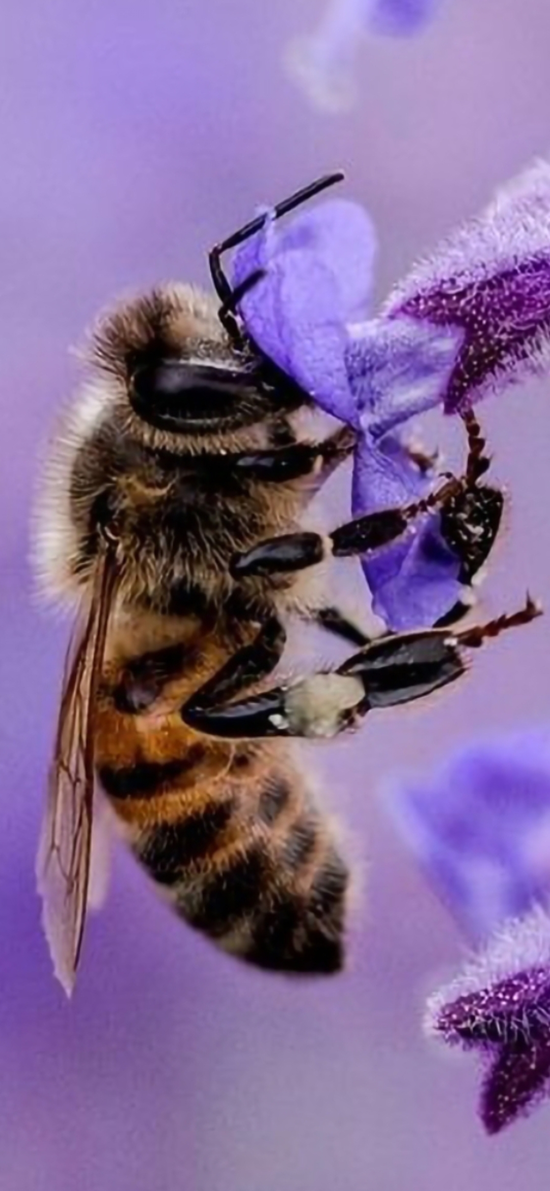 Vibrant macro image of a bee extracting nectar from a purple flower