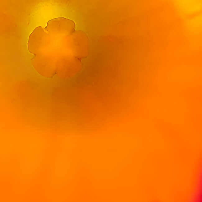 Luminous abstract photograph of a flower center with radiant orange and yellow tones fading to soft pink, joyful floral fine art