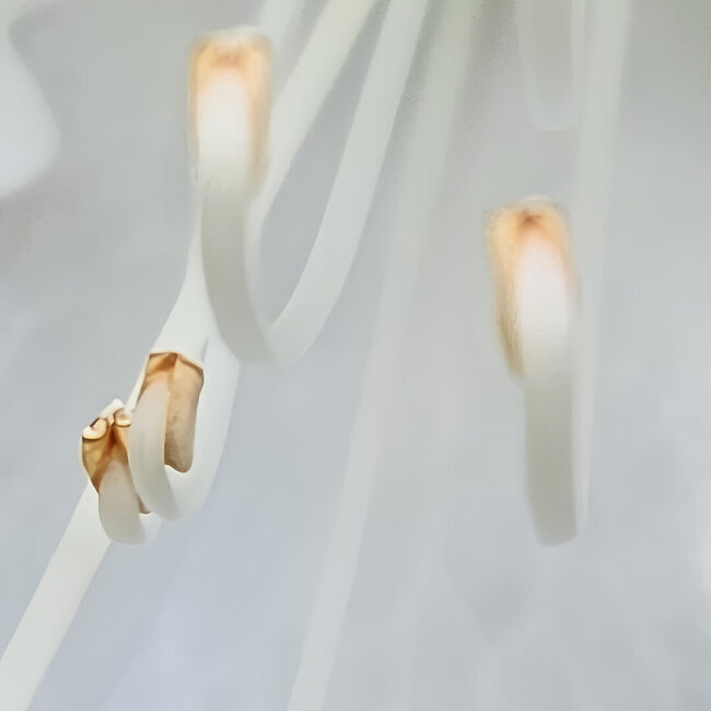 Dreamy macro photograph of soft white and pale green flower stamens with golden tips, ethereal nature photography print