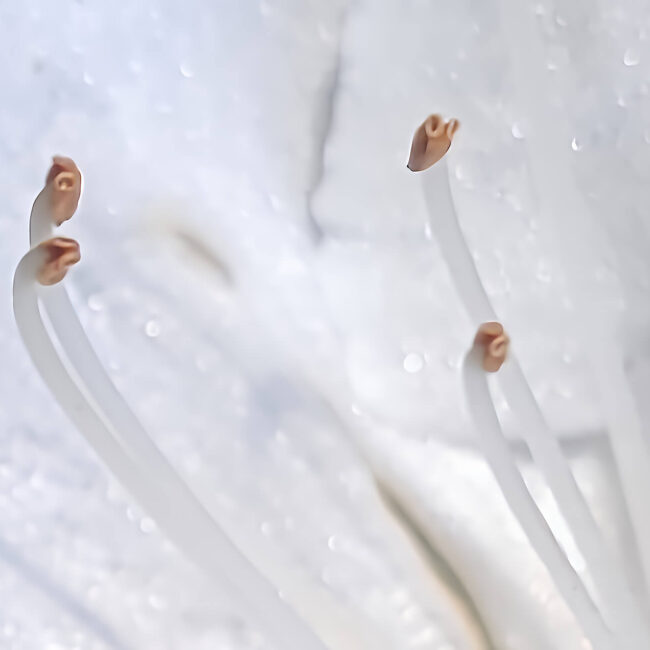 Macro photograph of delicate white flower stamens with pearl-like water droplets, soft and soothing botanical wall art