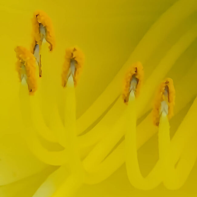 Soft-focus macro photograph of yellow and green flower anthers on gracefully curved stamens, layered botanical fine art