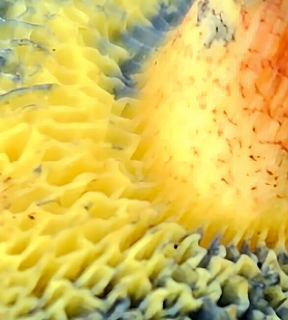 Highly textured macro nature image in yellow and gray, showing the deep, hidden patterns in a natural form.