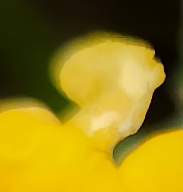 Soulful, bright yellow macro photography highlighting the delicate curves and dramatic shadows of flower anatomy.