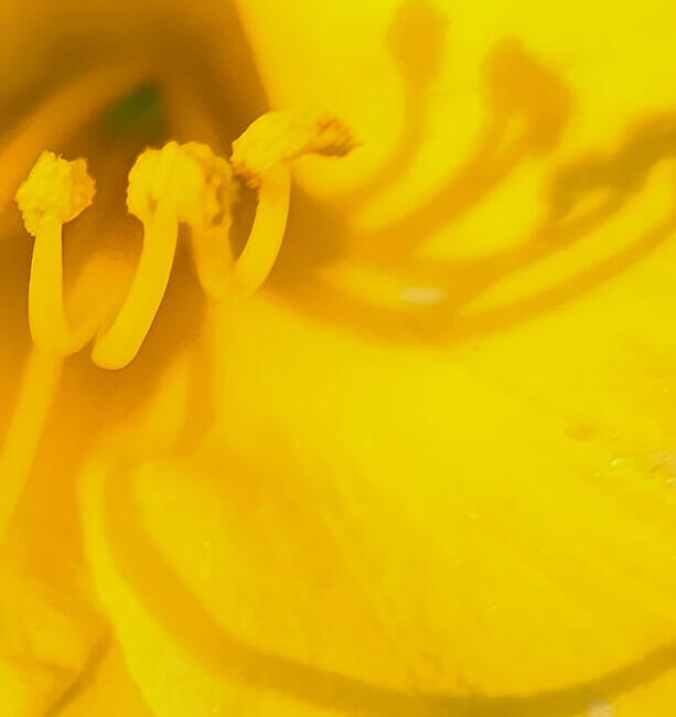 Soulful yellow abstract from a flower, revealing a hidden face or figure against a dark background.